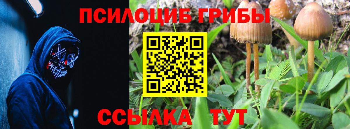 Углич  Псилоцибиновые грибы MAGIC MUSHROOMS  Вход с VPN 